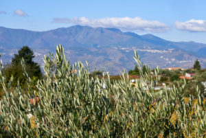 olive branches, mountain view, Douro Valley, Portugal olive branches, mountain view, Douro Valley, Portugal